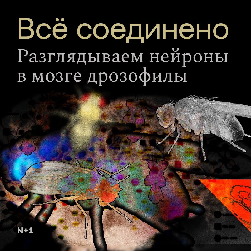 Удивительная карта мозга плодовой мухи