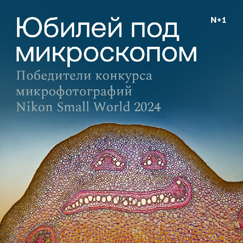 Мир невидимой красоты: микроскопические произведения искусства