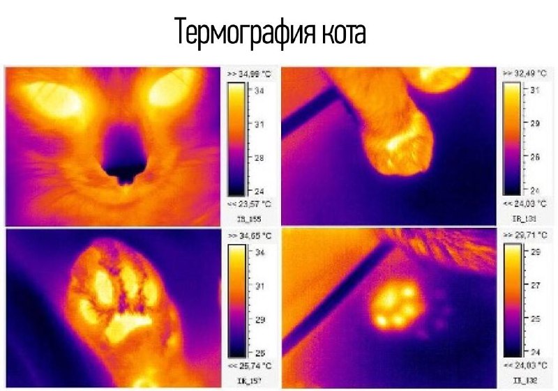 Термография: применение в медицине, экологии и пожаротушении