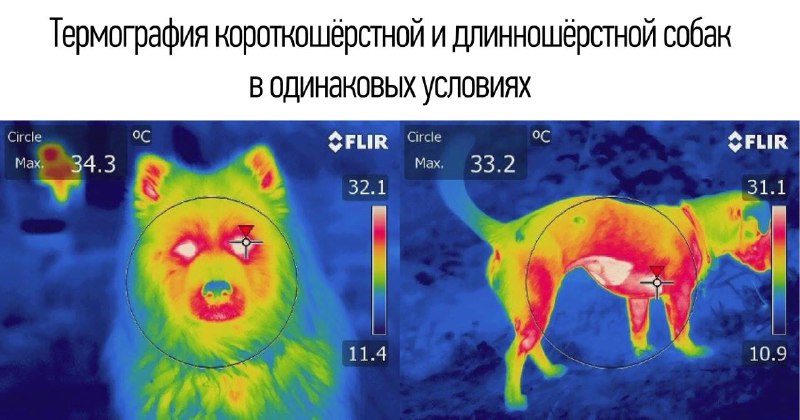 Термография: применение в медицине, экологии и пожаротушении