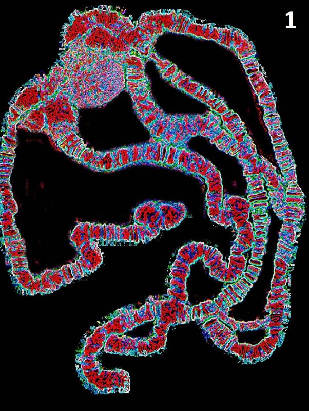 Фотографии микромира: финалисты Nikon Small World