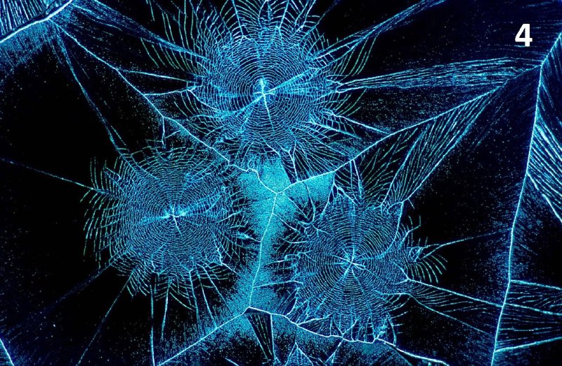 Фотографии микромира: финалисты Nikon Small World
