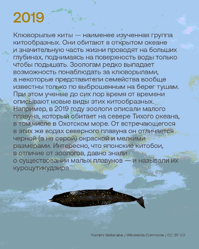 Лучшие открытия новых видов животных за десять лет публикаций