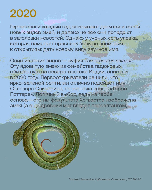 Лучшие открытия новых видов животных за десять лет публикаций