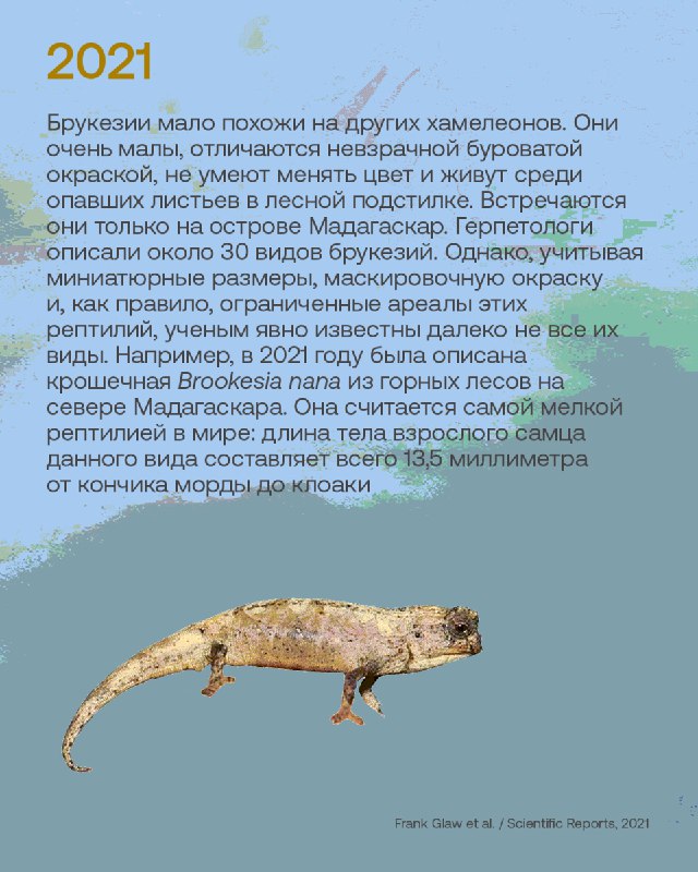 Лучшие открытия новых видов животных за десять лет публикаций