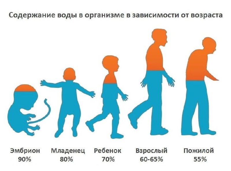 Изменения содержания воды в организме с возрастом и массой тела