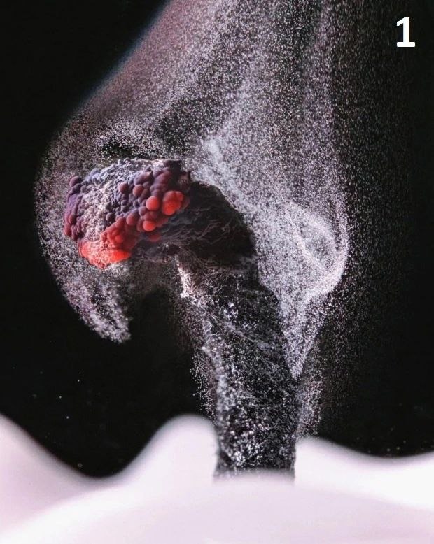 Финалисты конкурса Nikon Small World демонстрируют удивительный микромир