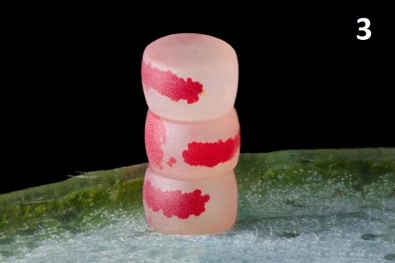 Финалисты конкурса Nikon Small World демонстрируют удивительный микромир