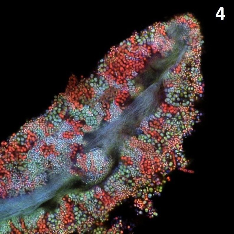 Финалисты конкурса Nikon Small World демонстрируют удивительный микромир