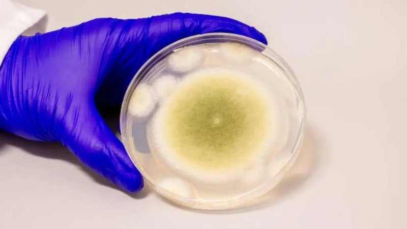 Открытие противоракогенного потенциала грибка Aspergillus flavus