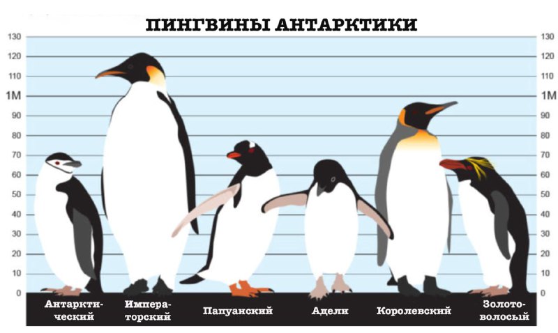 Результат экспедиции по наблюдению пингвинов в Антарктике